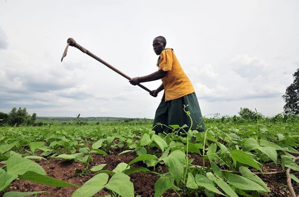 Interview with Caroline Mowngera, International Center for Tropical Agriculture (CIAT)